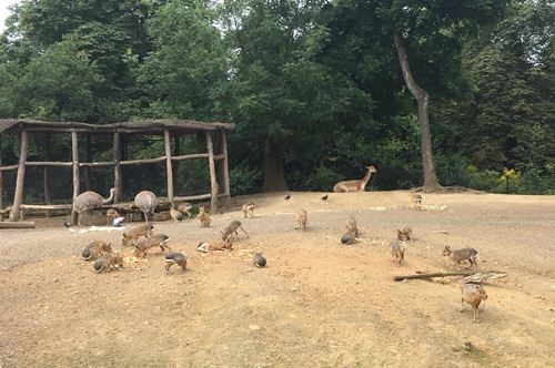 zoo CM2.2