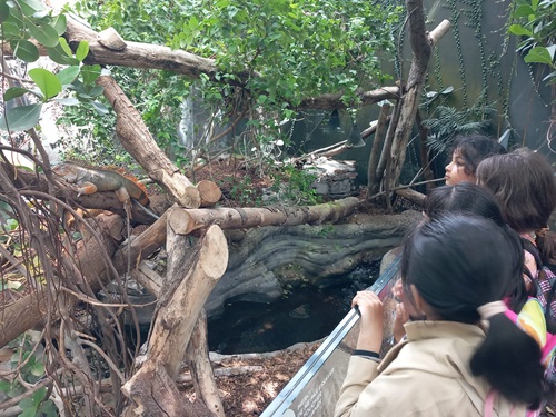 zoo CPV 5