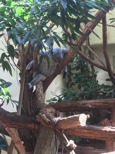zoo CPV 9