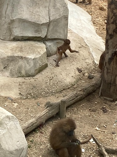 zoo Cm1r 6